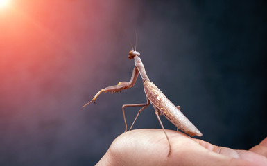 Insect hunter attacks at sunset. Mantis is a terrible monster of wildlife.
