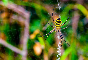 big spider in the web