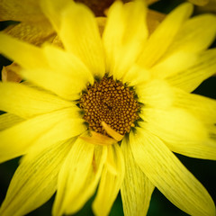 Macro Of A Yellow Daisy From Overhead