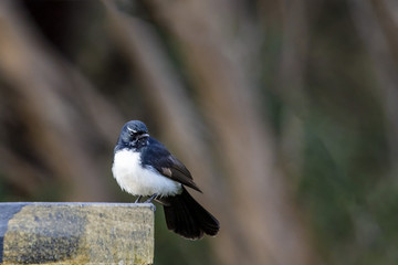 Willie Wagtail (Rhipidura leucophrys) race 
