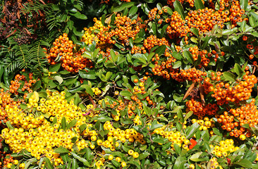 Feuerdorn mit gelben und orangen Beeren