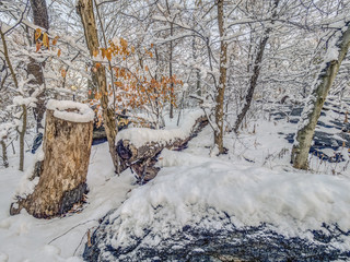 Snow storm in fores