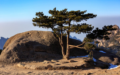 Fototapeta na wymiar Huangshan China National Park - Anhui Province, Chinese Mountain Peak. Towering Pillars of Yellow Granite, Mountains with Canyon, Exotic Pine Trees and Forest, Jagged Cliffs, UNESCO World Heritage