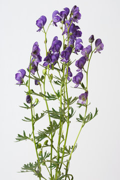 Aconite isolated on a gray background.
