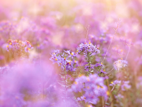 Fototapeta Beautiful meadow flowers, flowering purple flower