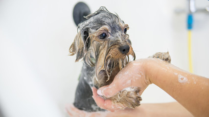bathing york in a professional beauty salon for dogs.