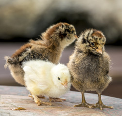 Chicks, baby chickens