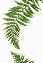 Fern leaves background