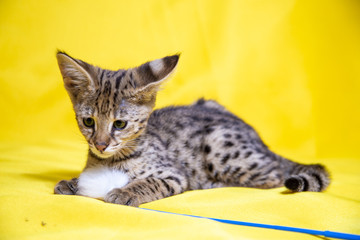 Naklejka premium The Savannah F1 kitten on yellow background