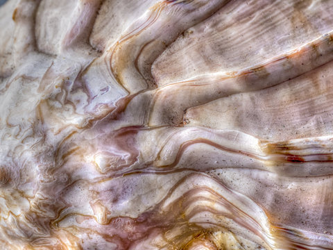 seashells in close up