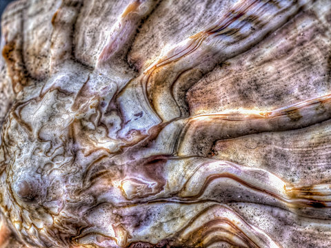 seashells in close up