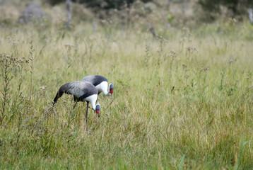 Wattled Crane