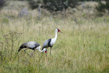 Wattled Crane