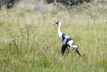 Wattled Crane