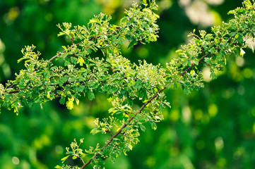 Tree branch with green leaves in bloom