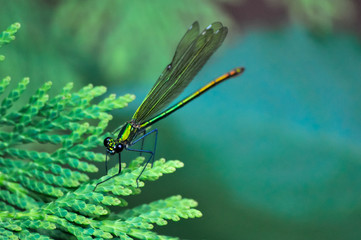 Dragonfly perching on tree branch