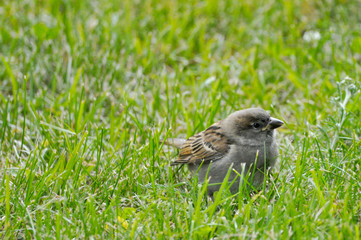 Sparrow looking left, standing on pasture