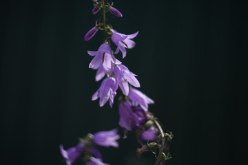 Fototapeta na wymiar violet bells close -up