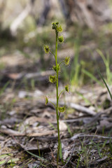 Tall Sundew (Drosera peltata).  A carnivorous Australian wildflower