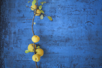 branch of a quince on a blue background
