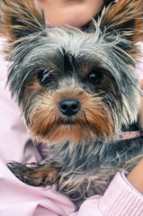 Yorshire terrier looking at camera, while held in hands