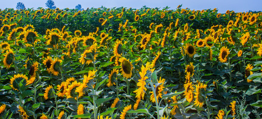 Sunflower Field Farm Bright Yellow Closeup with Blue Sky