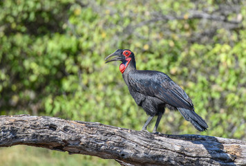 Naklejka premium Southern Ground Hornbill