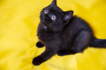 black Scottish kitten on yellow background