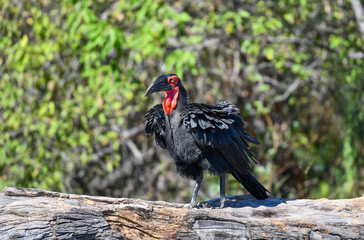 Southern Ground Hornbill