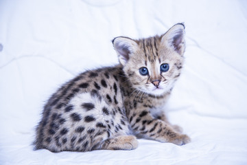 The Savannah F1 kitten on white background