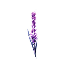 Lavender flower watercolor illustration. Single lavender twig. Wedding invitations and Valentines...