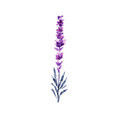 Lavender flower watercolor illustration. Single lavender twig. Wedding invitations and Valentines day greeting cards floral design element. Love and marriage flower. Isolated raster