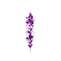 Lavender flower watercolor illustration. Straight lavender branch. Wedding and Valentines day...