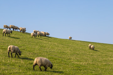 Schafe auf einem Deich an der Nordsee