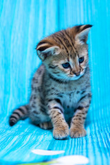 Fototapeta na wymiar F1 Savannah kitten on a blue background