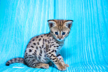 F1 Savannah kitten on a blue background