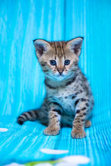 Fototapeta na wymiar F1 Savannah kitten on a blue background