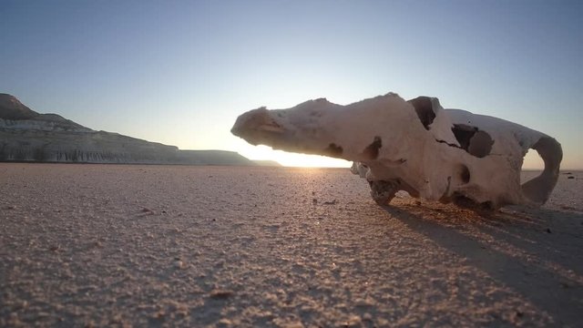 skull of a horse in the desert