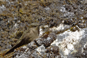 olivaceous Thornbill (Chalcostigma olivaceum) perched on a rock in the Andean heights.