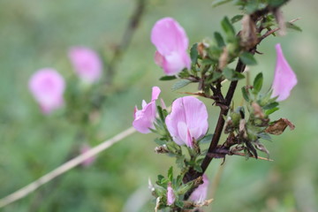 Hauhechel