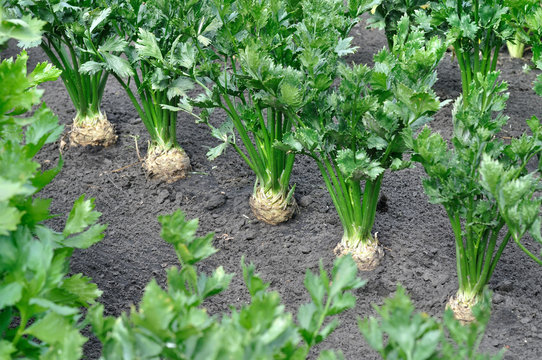  close-up of celery plantation (root and leaf vegetables)  in the vegetable garden, view from above