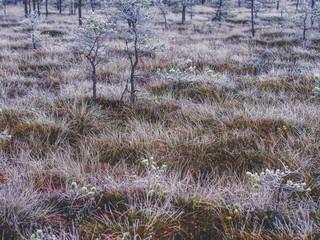 Pine Trees in Field of Kemeri moor in Latvia - Vintage look edit