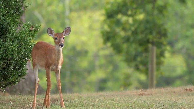 Young Deer