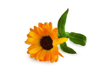 Calendula flower isolated on white background