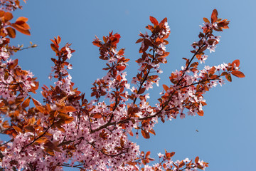 Kirschblüte