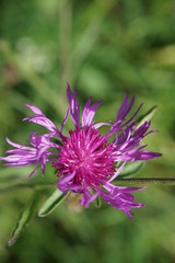 Obraz premium Kornblume