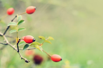 Ripe rosehip berries close up