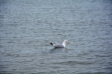 Eine Möwe schwimmt im Wasser in der Nordsee