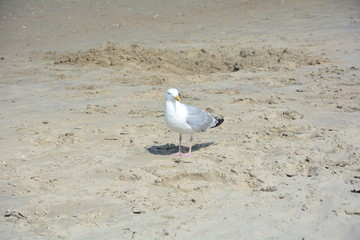Möwe steht  im Sand am Strand                                 