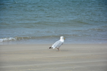 Möwe steht am Sandstrand mit Meer im Hintergrund